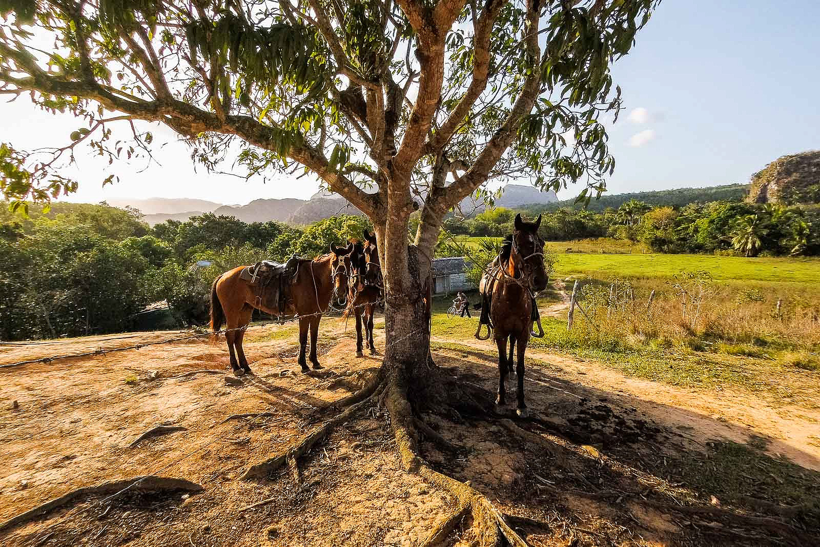The Best Horse Riding Experience in Valle de Viňales, Cuba