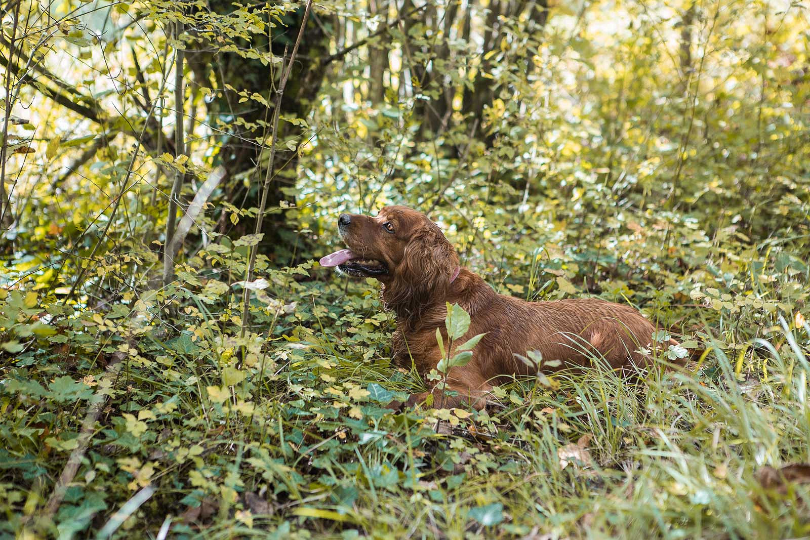 The Truffle Experience: Where to Go Truffle Hunting and Taste Truffles in Istria