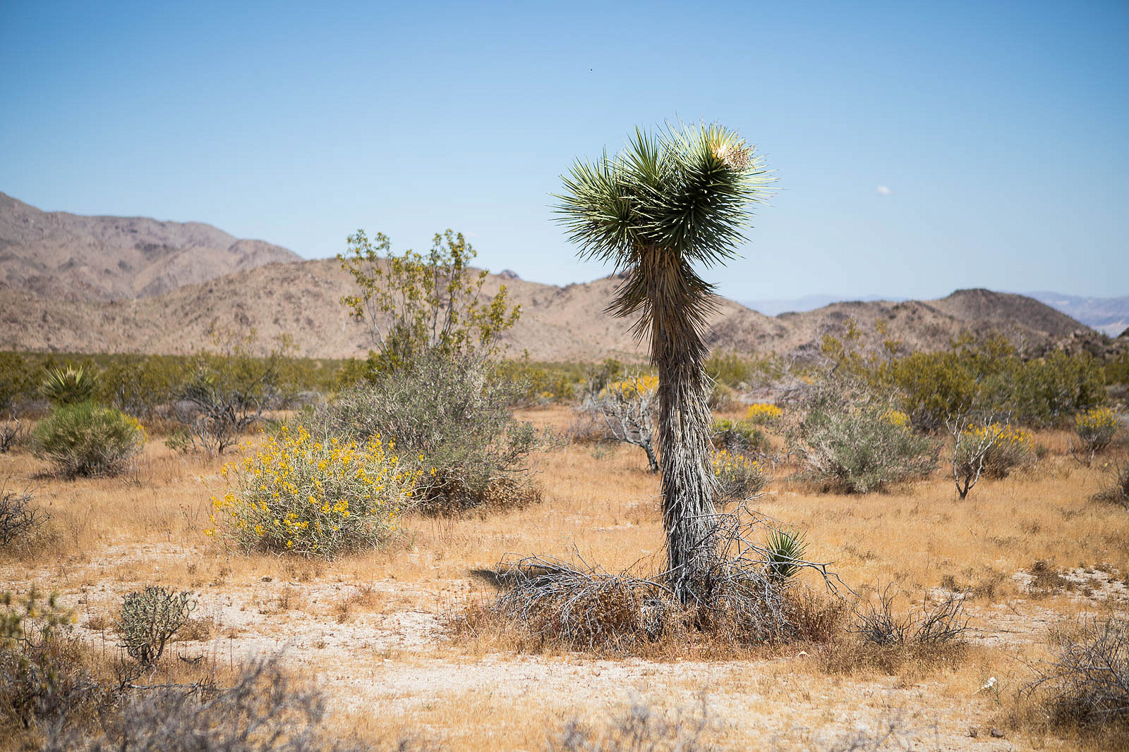 yoshua tree_palm springs_blog_003